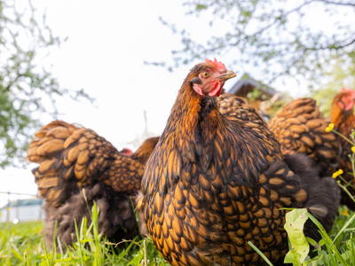 Bild 31 aus  Streuobst Chalets