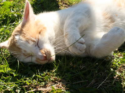 Bild 12 aus  Wiesenberghof