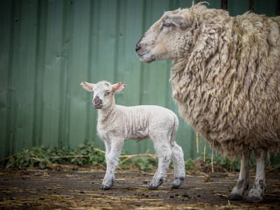 Mamaschaf mit dem süßesten Nachwuchs