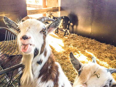 Bild 15 aus  Drehers Erlebnishof