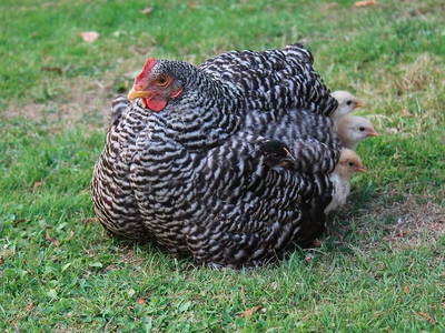 Bild 14 aus  Hof Hospitalmühle