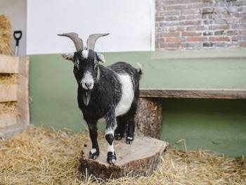 Bild 5 aus  Gut Royum