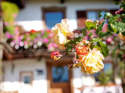 Bild 7 aus  Gästehaus und Biohof Sonnenstatter