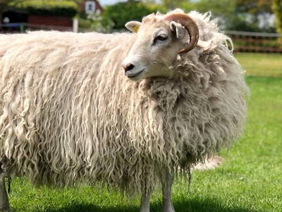 Bild 50 aus  Ferienhof Rauert