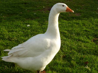 Bild 19 aus  Der Liethshof