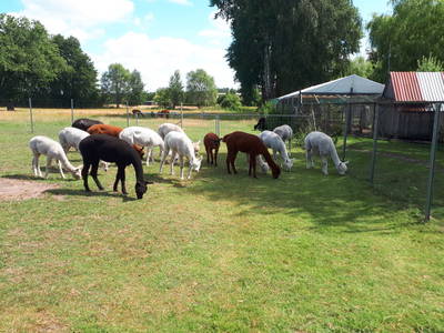 Bild 5 aus  Tiny House trifft Alpaka-Traum – Natururlaub mal anders!