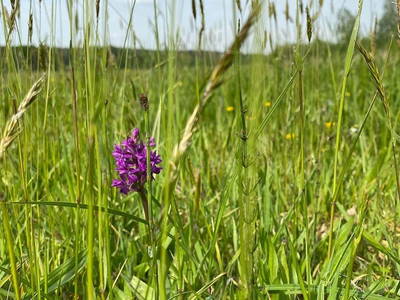 Orchideenwiese im Rambower Moor
