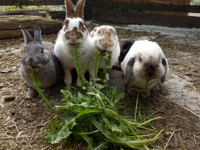 Bild 28 aus  Familienbauernhof Faß