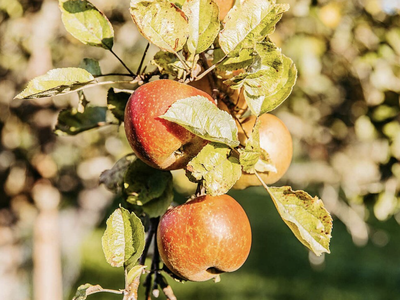 Bild 23 aus  Streuobst Chalets