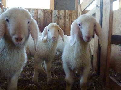 Bild 15 aus  Risthof am Großen Alpsee