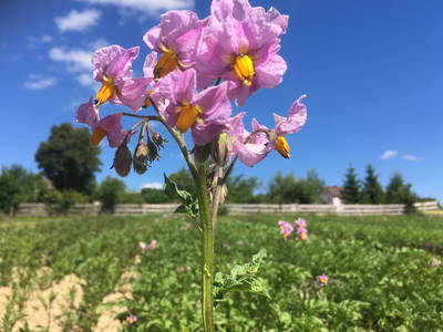 Bild 7 aus  Ferienhof Wilfert