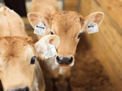 Bild 53 aus  Lodges Bernardes