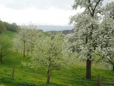 Bild 72 aus  Kollehof