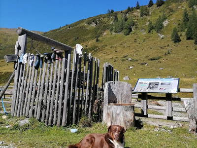 Bild 35 aus  Örgenhiasalm