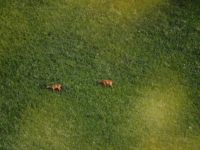 Bild 49 aus  Hattlerhof