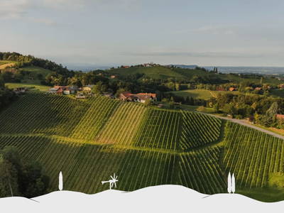 Bild 12 aus  Weingut Koller