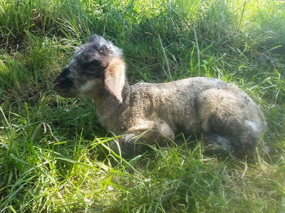 Bild 34 aus  Gesundheitsbauernhof