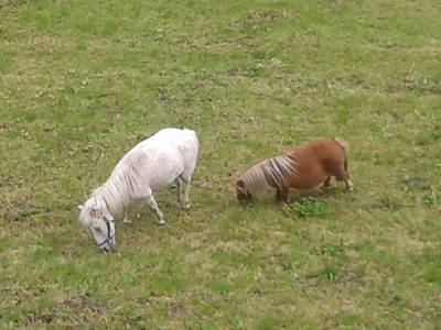 Bild 31 aus  Rieplerhof