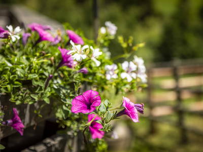 Bild 15 aus  Eseihütte