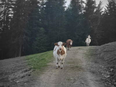 Bild 89 aus  Grossa Hütten