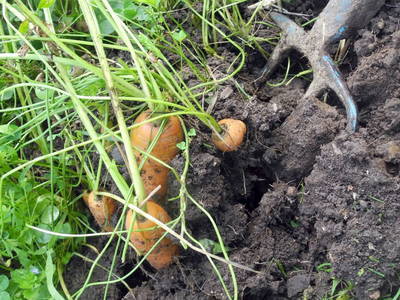 Bild 67 aus  Peter in der Edt