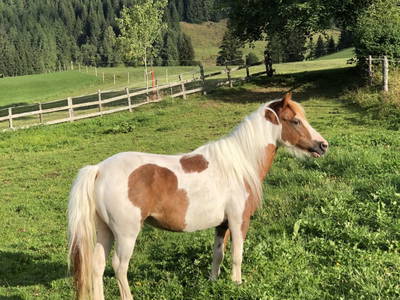 Bild 106 aus  Grossa Hütten