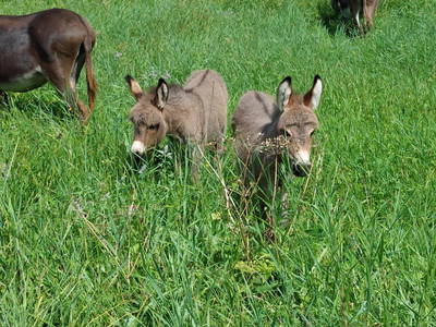 Bild 87 aus  Schmiedsipplhof 