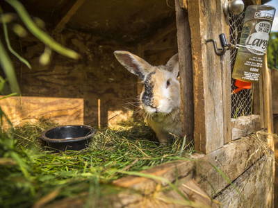 Bild 24 aus  Bio Bauernhof Paulbauer