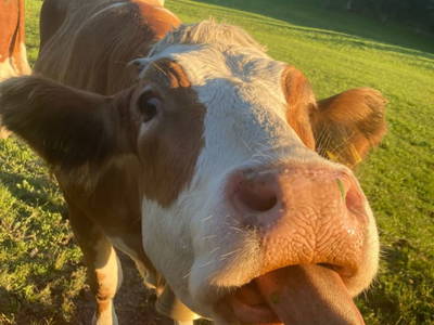 Bild 20 aus  Bio-Bergbauernhof Möslhof