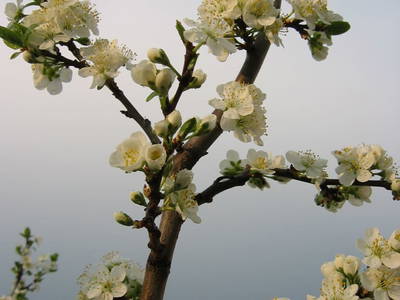 Bild 24 aus  Bio-Bauernhof Kranzbauer