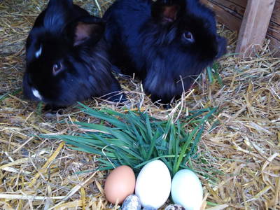 Bild 255 aus  Bräuhauser