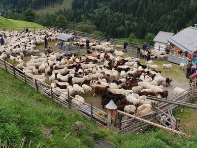 Bild 78 aus  Pöllitzgut