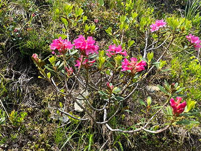 Bild 222 aus Neuwirth Hütte