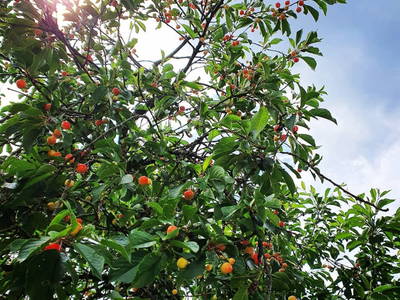 Bild 42 aus  Susi's Kellerstöckl