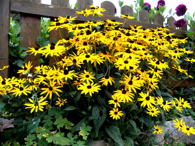 Bild 19 aus Bio Bauernhof - Haim - Schnepfleitner