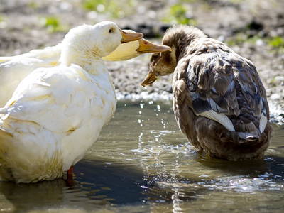 Bild 41 aus  Köck-Chalet