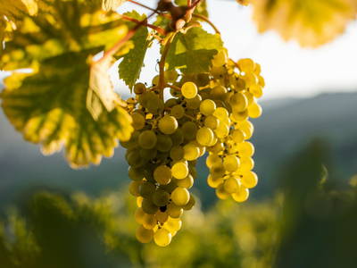 Bild 34 aus  Gästehaus - Winzerhof Bernhard