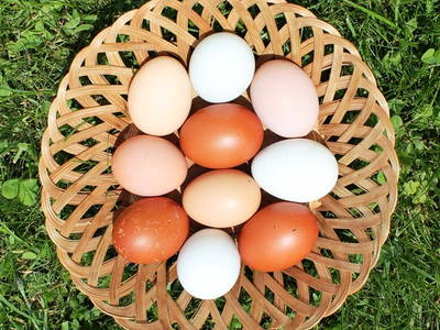 Bild 86 aus  Postl's Hirschbirnhof