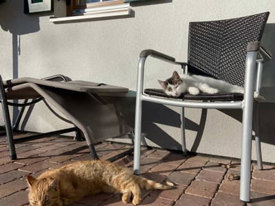 Bild 40 aus  Kürbishof 