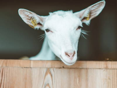 Bild 19 aus  Stockachhof