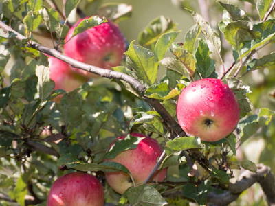 Bild 69 aus  Smiley Fluss Chalet