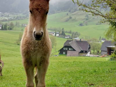 Bild 264 aus  Der Perweinhof
