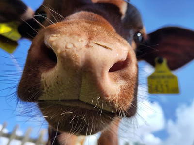 Bild 80 aus  Elsenhof