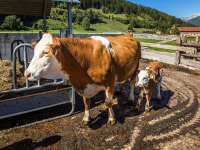 Bild 25 aus  Ferienhaus Reinfrank