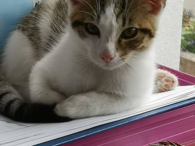 Bild 59 aus  Bruderhof