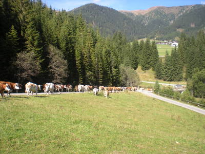 Bild 13 aus  Oswalderhof