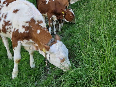 Bild 52 aus  Ferienhof Wiesberg