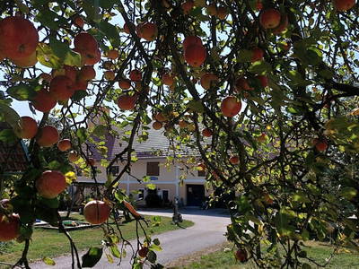 Bild 21 aus Ferienhof Turmkeller