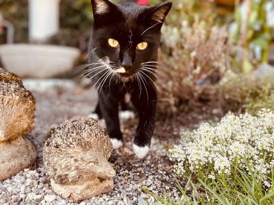 Bild 194 aus  Rafting Camp Palfau