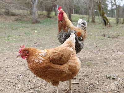 Bild 38 aus  Buchgrabenhof